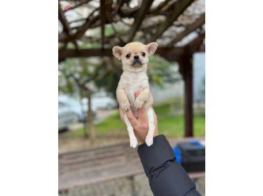 ÜST DÜZEY A+ KALİTE APPLE HEAD ŞİVAVA