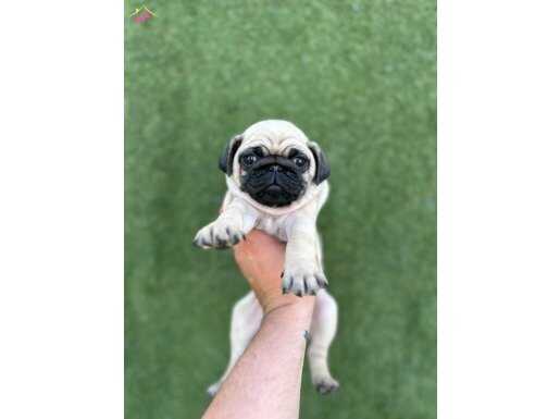 HAMBURG SURAT PUG MOPS BEBEKLER