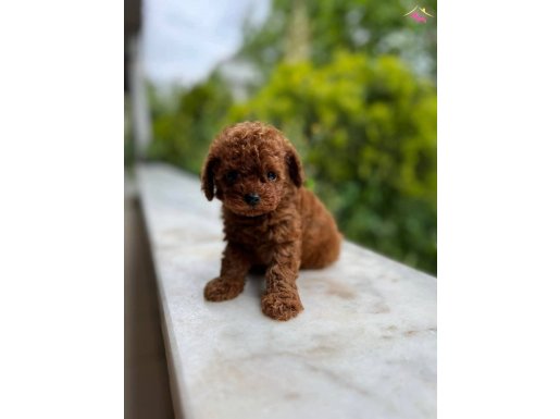 A+ KORE KAN RED BROWN POODLE YAVRULAR