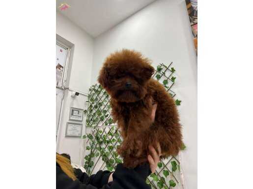YETİŞKİN KISA KUYRUK KORE POODLE ERKEK 