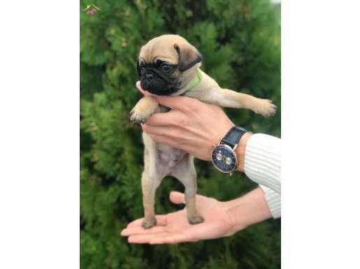 HAMBURGER SURAT PUG MOPS PUPY 