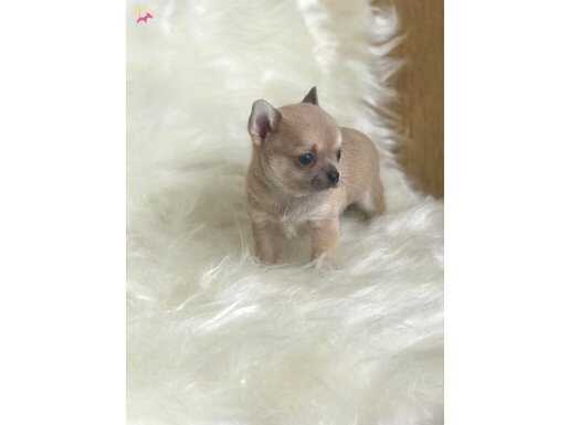 Orjinal Safkan Elma Kafa Cep Boy Şivava 