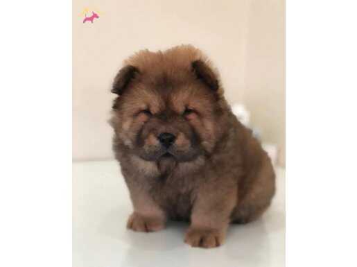 Safkan Ev Ortamında A+ Kalite Chow Chow 