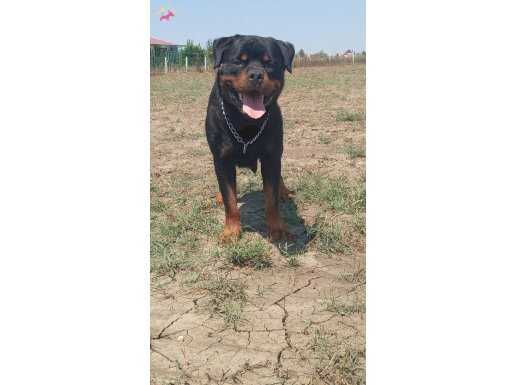 ROTTWEİLER FULL EĞİTİMLİ YETİŞKİN ERKEK 