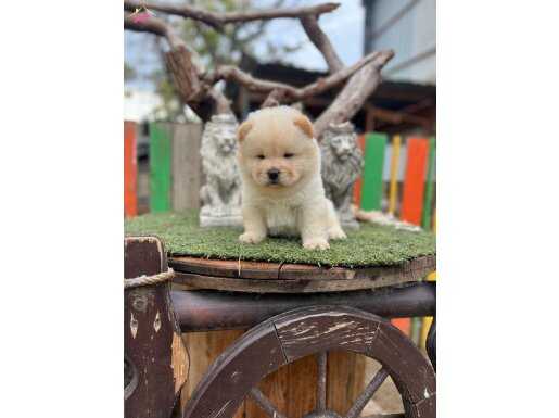 OYUNCAK AYICIK CHOW CHOW YAVRULAR 