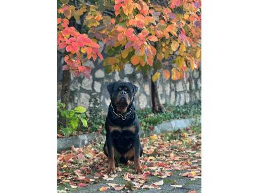 FULL EĞİTİMLİ ROTTWEİLER KOCA KAFA ERKEK