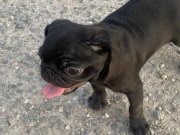 A+ HAMBURGER FACE BLACK PUG MOPS 