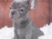 BLUE VE BLUE TAN FRENCH BULLDOG YAVRULAR 