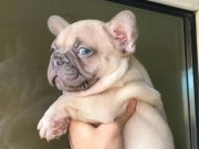 Üst Kalite French Bulldog Yavru 