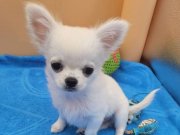 XS Teacup Şivava ( CHİHUAHUA )