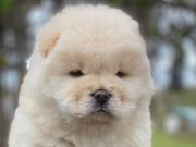 A+ KALİTE CHOW CHOW YAVRULAR 