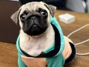 Pug Mops Üst Kalite Yavrular 