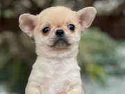 ÜST DÜZEY A+ KALİTE APPLE HEAD ŞİVAVA