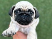 HAMBURG SURAT PUG MOPS BEBEKLER
