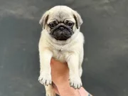 Üst Kalite Pug Mops Bebekler 