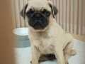 A+ Hamburger surat Gül kuyruk PUG MOPS 