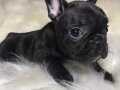 Üst kalite topaç FRENCH BULLDOG yavrularımız 