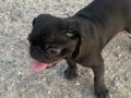 A+ HAMBURGER FACE BLACK PUG MOPS 