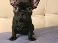 EGZOTİK FRENCH BULLDOG YAVRULAR 