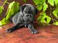BİBLO GİBİ ÖZEL SİYAH PUG MOPS 