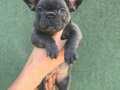 A+ BLUE FRENCH BULLDOG YAVRULAR 