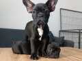 MUHTEŞEM ANATOMİ FRENCH BULLDOG YAVRULAR 