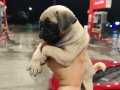 Krem erkek pug mops yavru 