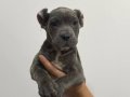 BLUE DİŞİ CANE CORSO 