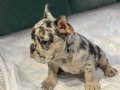 BLUE MERLE YAVRU FRENCH BULLDOG ÖZEL RENK 