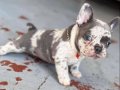 Blue Merle Muhteşem Özel French Bulldog Yavru