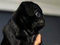 ÜST KALİTE PUG MOPS YAVRU HİNT KUMAŞI 
