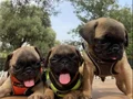 Hamburger Surat A+ Kalite Pug Mops 