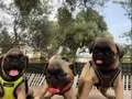 Hamburger Surat A+ Kalite Pug Mops 