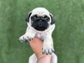 HAMBURG SURAT PUG MOPS BEBEKLER