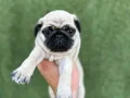 HAMBURG SURAT PUG MOPS BEBEKLER