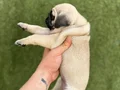HAMBURG SURAT PUG MOPS BEBEKLER