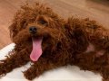YETİŞKİN DARK RED KORE POODLE ERKEK KUYRUKSUZ 