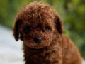A+ KORE KAN RED BROWN POODLE YAVRULAR