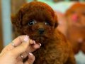 TR DE BU KALİTE YOK KORE POODLE YAVRU 