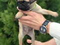 HAMBURGER SURAT PUG MOPS PUPY 