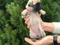 HAMBURGER SURAT PUG MOPS PUPY 