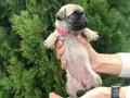 HAMBURGER SURAT PUG MOPS PUPY 