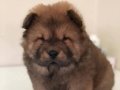 Safkan Ev Ortamında A+ Kalite Chow Chow 