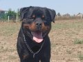 ROTTWEİLER FULL EĞİTİMLİ YETİŞKİN ERKEK 