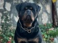 FULL EĞİTİMLİ ROTTWEİLER KOCA KAFA ERKEK