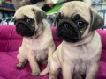 Hamburger Surat Gül Kuyruk Pug Mops 