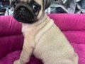 Hamburger Surat Gül Kuyruk Pug Mops 