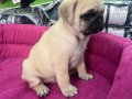 Hamburger Surat Gül Kuyruk Pug Mops 