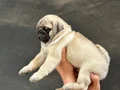 A+ Kalite Pug Mops Bebekler 