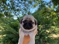 A+ Kalite Pug Mops Bebekler 